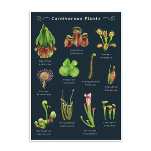 Carnivorous Plants A3 Art Print