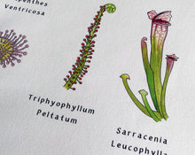 Load image into Gallery viewer, Carnivorous Plants Tea Towel
