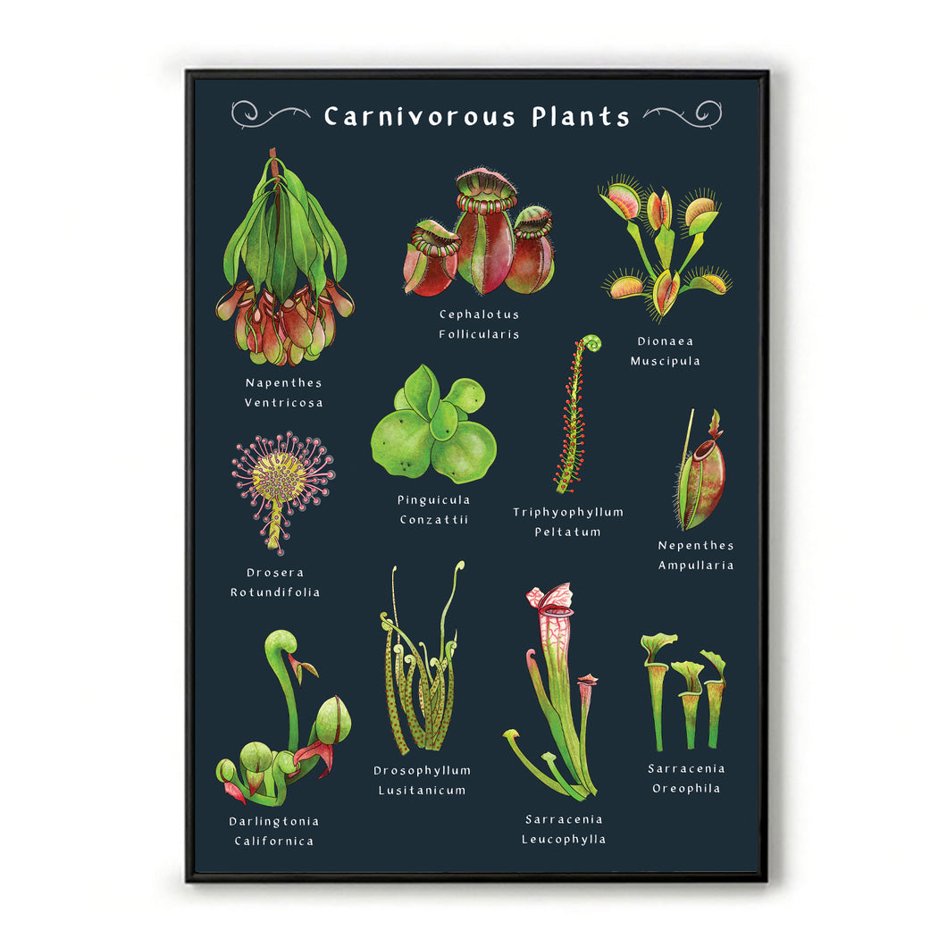 Carnivorous Plants A3 Art Print