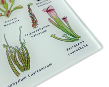 Load image into Gallery viewer, Carnivorous Plants Glass Cutting Board
